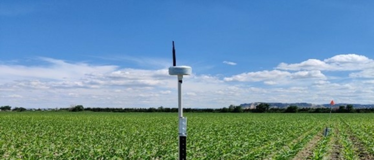 An atmospheric sensor in a corn field