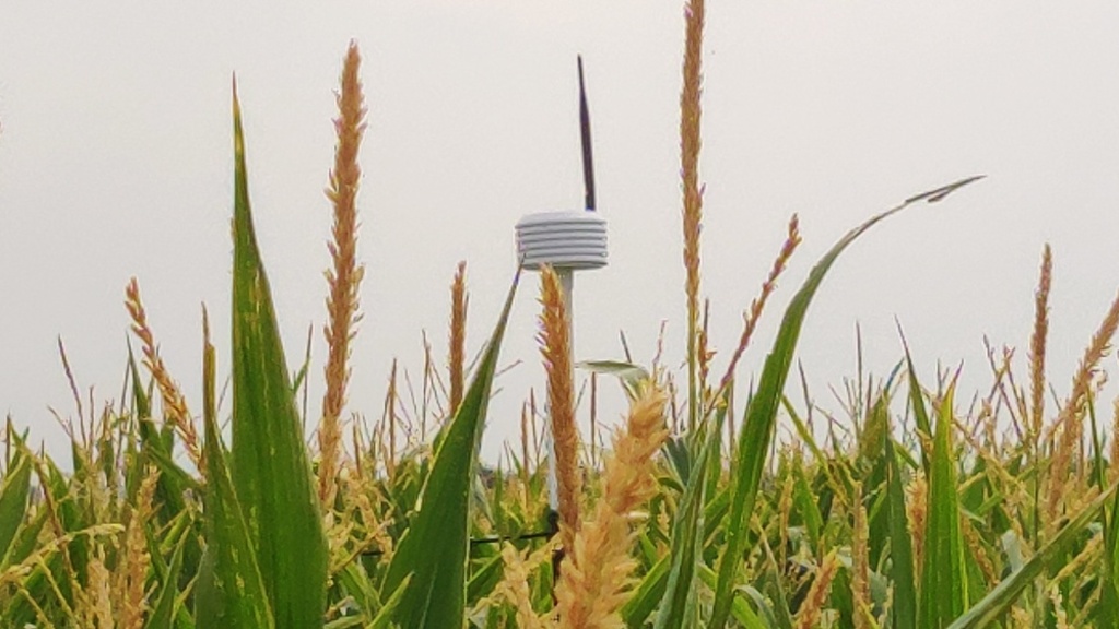 A sensor in a corn field
