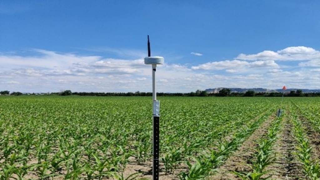 An atmospheric sensor in a corn field